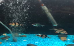 Barbs fish for sale: Barbs - Image 2