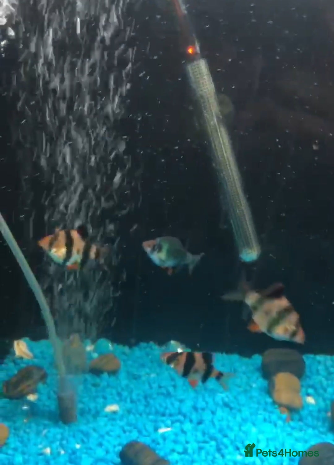 Barbs fish for sale: Barbs - Image 2