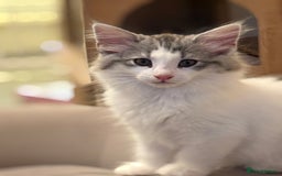 Norwegian Forest Cat cats for sale: SANNVENN Norwegian Forest Cats - Image 4