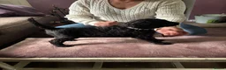 Standard Poodle dogs for sale: Exceptional working standard poodle - Advert 7