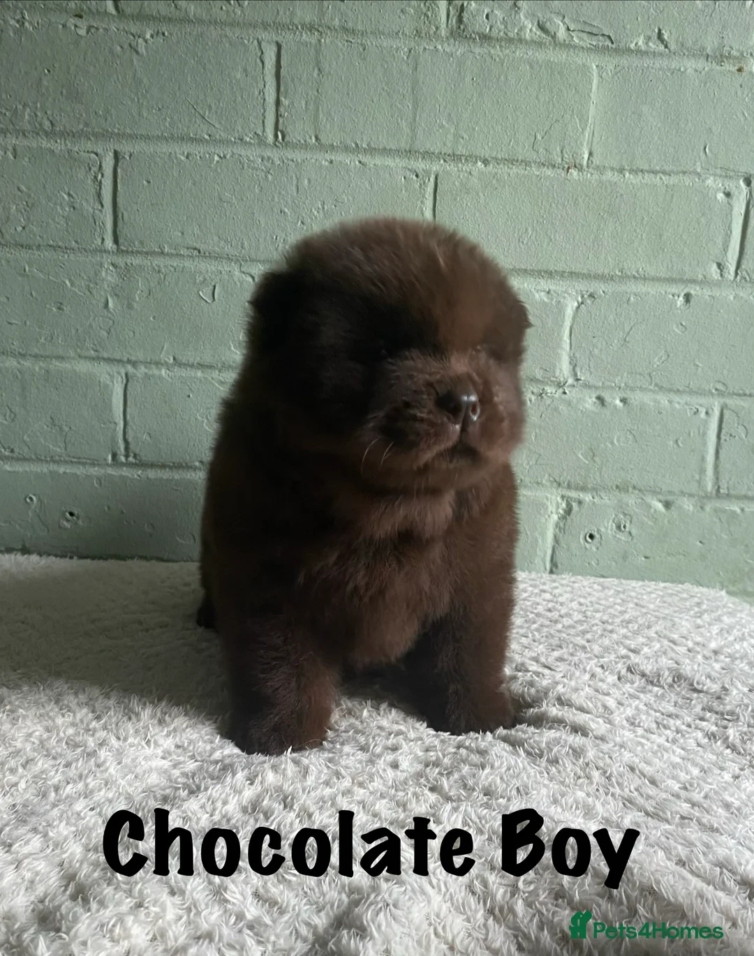 Chow Chow dogs for sale: 🌟QUALITY CHOW CHOW PUPPIES–CHAMPION BLOODLINES🌟 - Advert 2