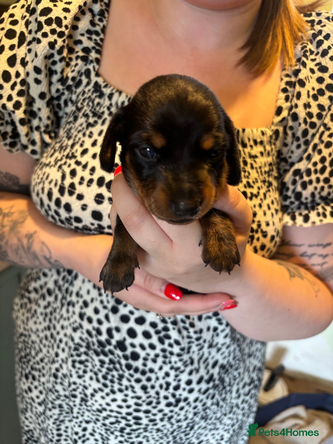 Mixed Breed dogs for sale: Dorkie Puppies  - Image 9