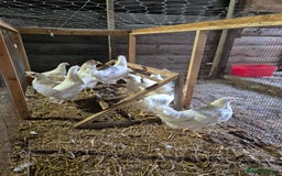 Chickens poultry for sale: Chickens for sale - Image 13