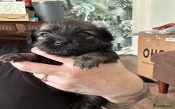 Mixed Breed dogs for sale: American cocker spaniel x Pomeranian  - Image 23
