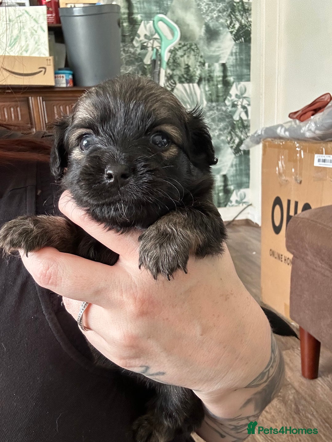 Mixed Breed dogs for sale: American cocker spaniel x Pomeranian  - Image 23