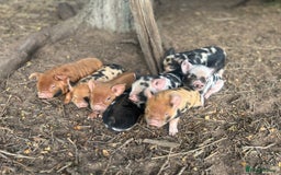 Pig livestock for sale: Kune Kune Piglets - Image 2