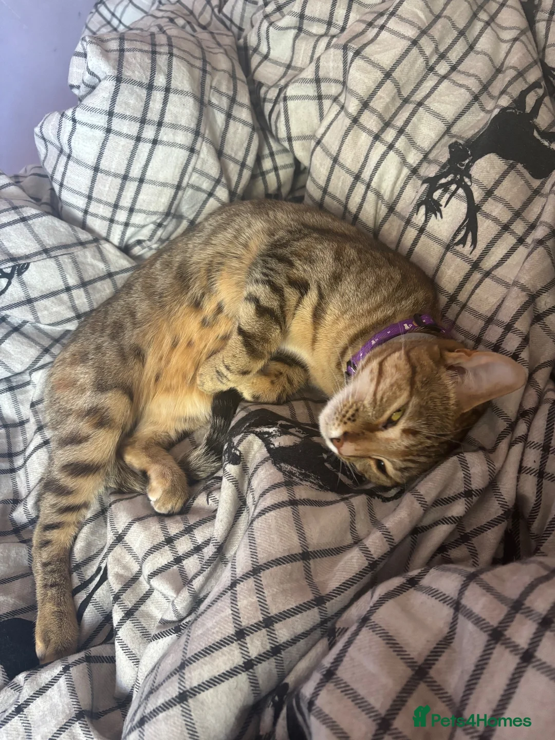 Bengal cats for sale: Bengal kittens  - Advert 1