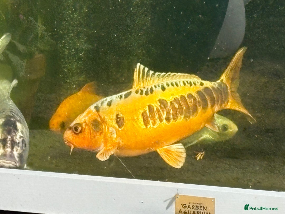 Other/Mixed Breed fish for sale: Koi carp, orphs, mirror carp - Image 4