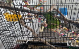 Parakeets birds for sale: Female Lineolated Parakeet - Image 4