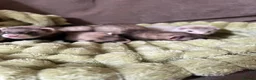 Ferret rodents for sale: Beautiful Baby Ferrets for Sale ❤️ - Advert 13