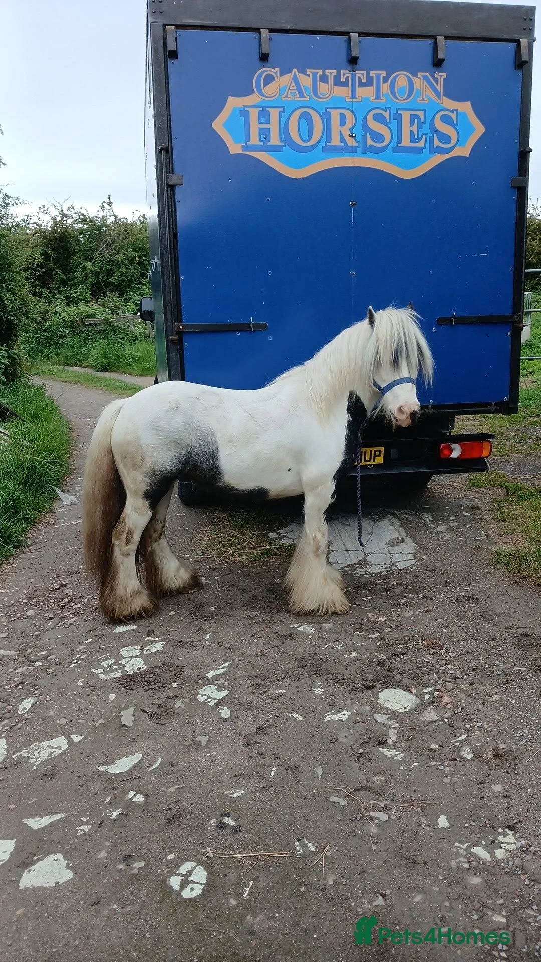 Irish Cob horses for sale: In hand riding pony in Hartlepool - Advert 1