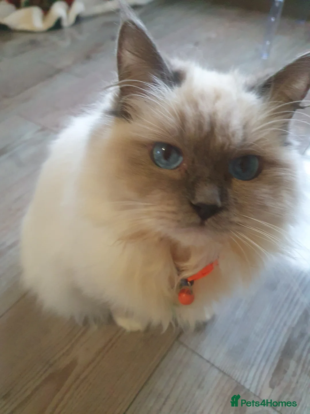 Ragdoll cats for sale: Sweet&Playful ragdolls - Advert 21
