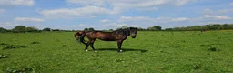 English Thoroughbred horses for sale: Bay mare 15h - Advert 2