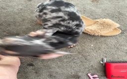 French Bulldog dogs for sale: Kc registered 12 week old French. Bulldogs  - Image 28