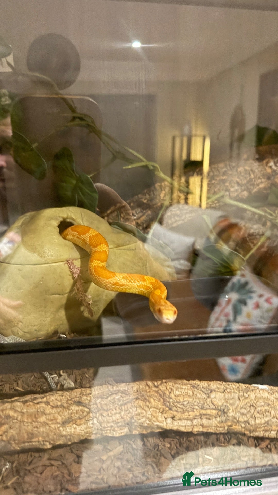 Python Snake reptiles corn snake  - Advert 12