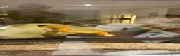 Python Snake reptiles for sale: Ball python and corn snake  - Advert 2
