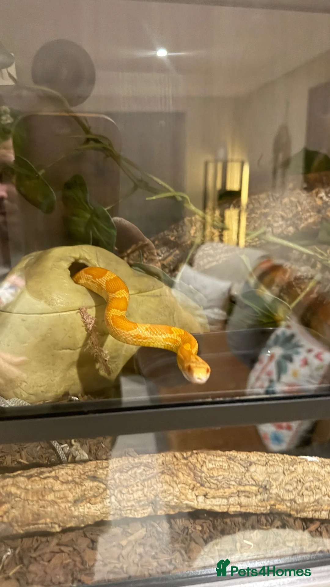 Python Snake reptiles for sale: Ball python and corn snake  - Advert 2