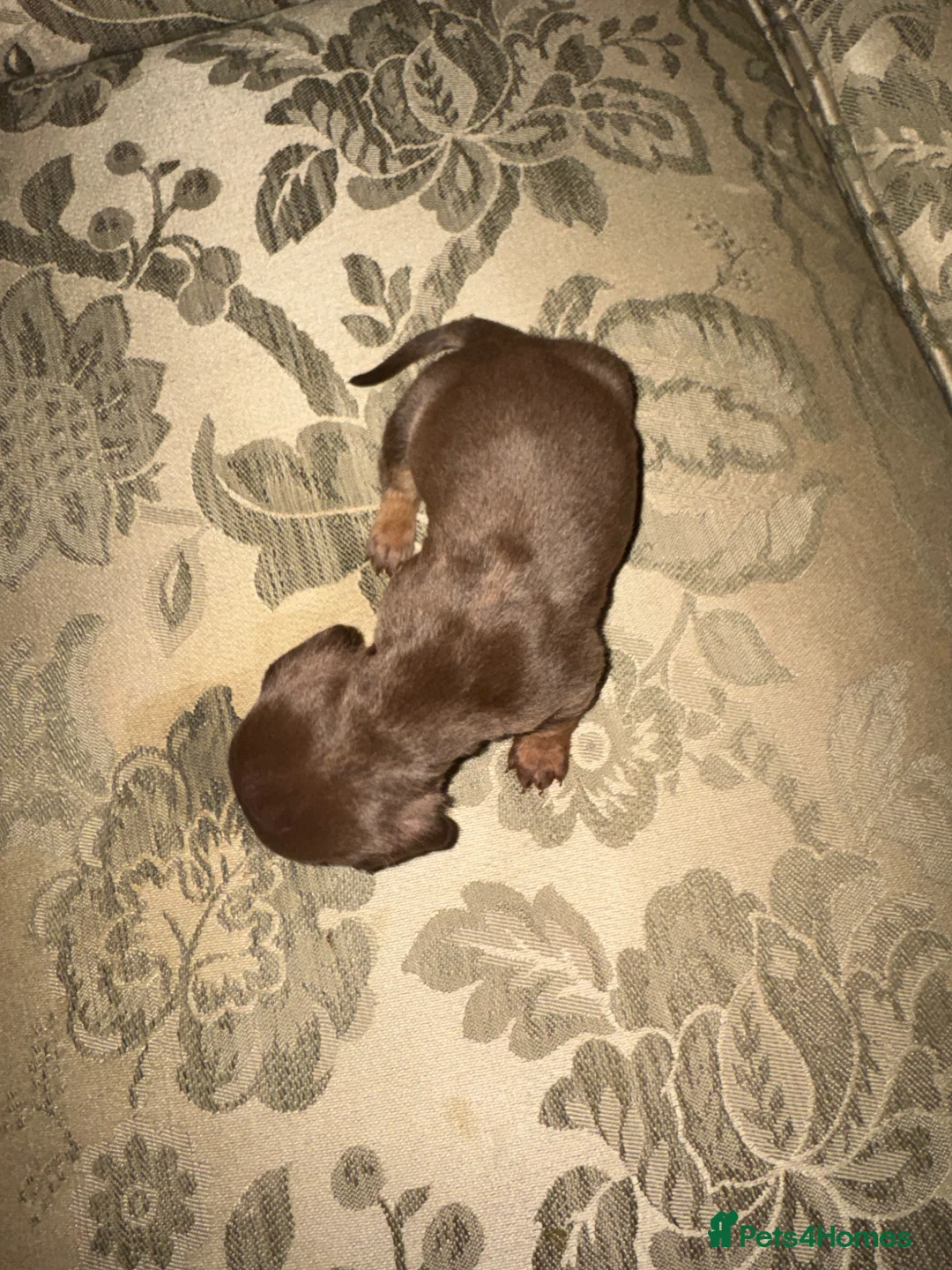 Dachshund dogs for sale: miniature Longhaired dappled dachshund puppies  - Advert 11