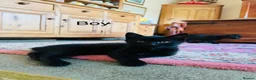 Mixed Breed cats for sale: *READY NOW* 3 Beautiful Black Kittens  - Advert 29