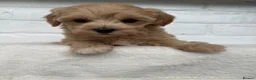 Maltipoo dogs for sale:  **  Maltipoo puppy’s  in Swanley - Advert 25