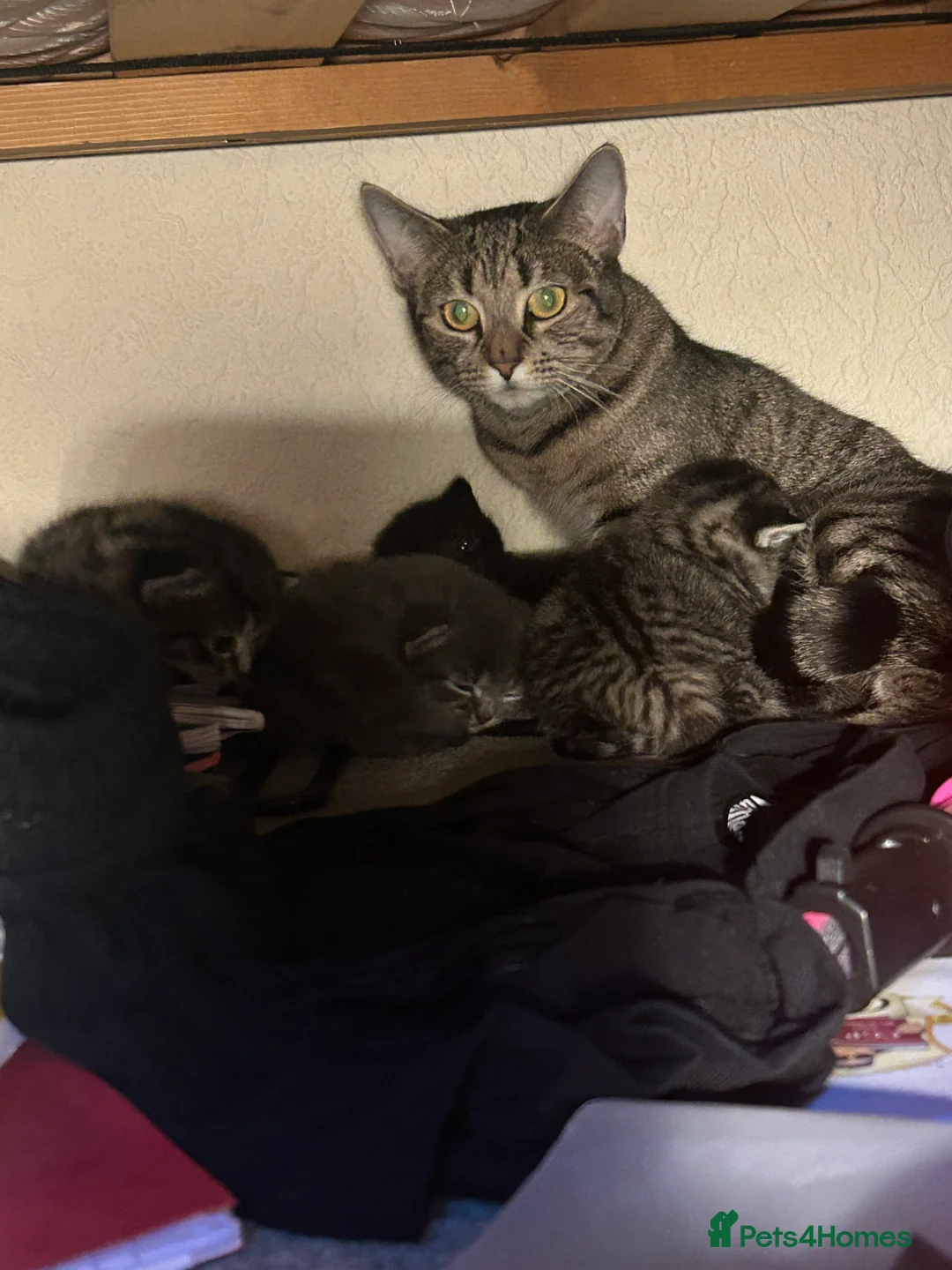 Domestic Shorthair cats for sale: Gorgeous Kittens  - Advert 12