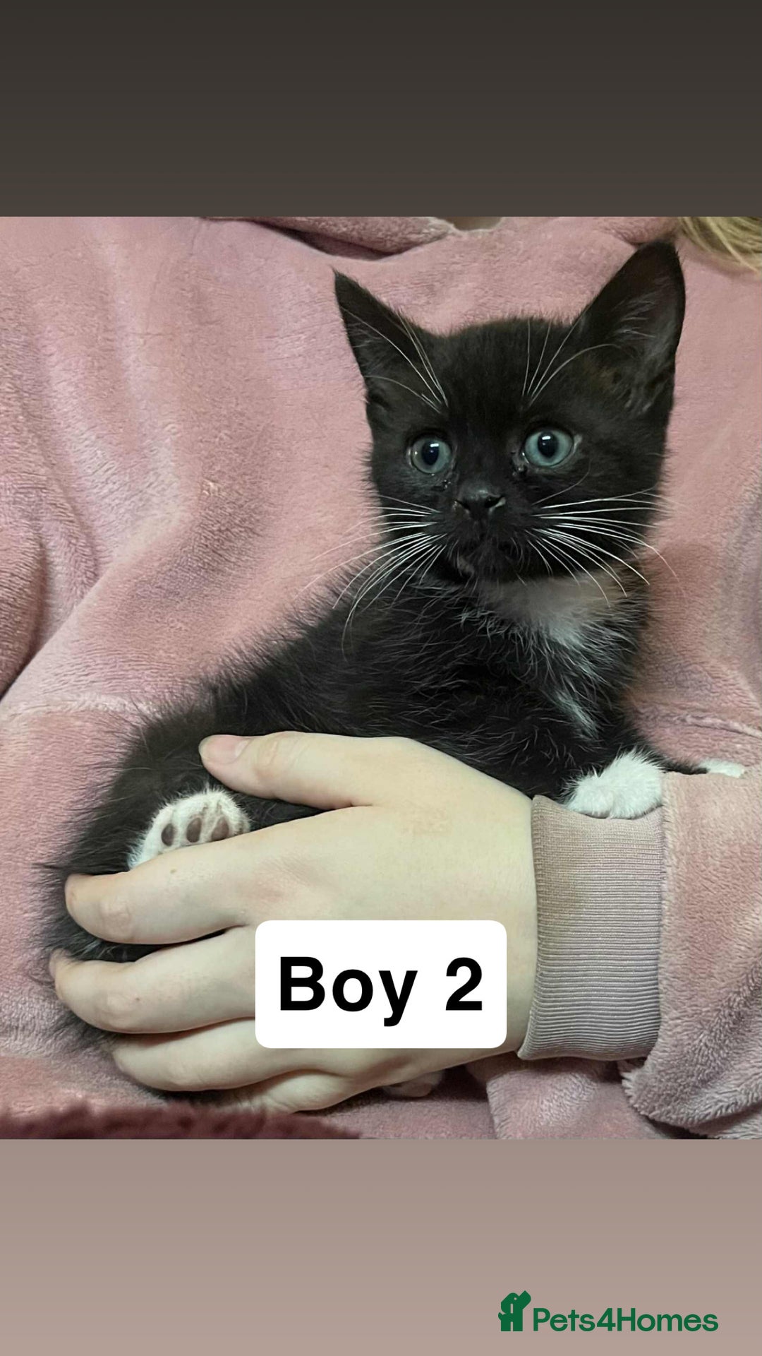 Mixed Breed cats for sale: 2 beautiful boy kittens - Image 6