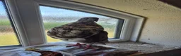 Pigeons birds for sale: 8 pigeons gaditanos for sale in Norwich - Advert 2