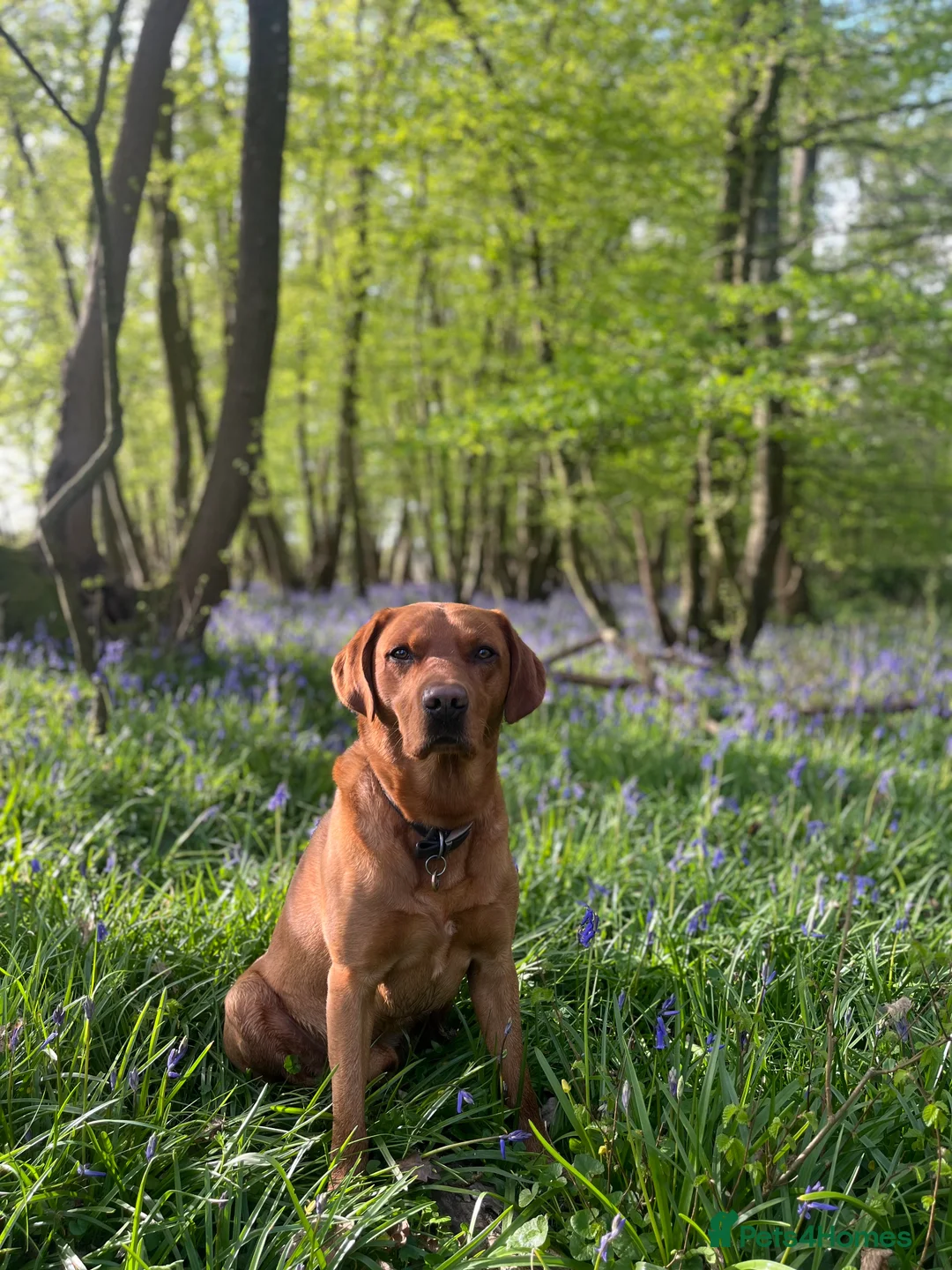Labrador Retriever dogs for stud:  Proven O/O Hips & Elbows KC Fox Red Labrador  in Hereford - Advert 8
