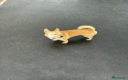 Mixed Breed dogs for sale: Hi im russell - Image 2