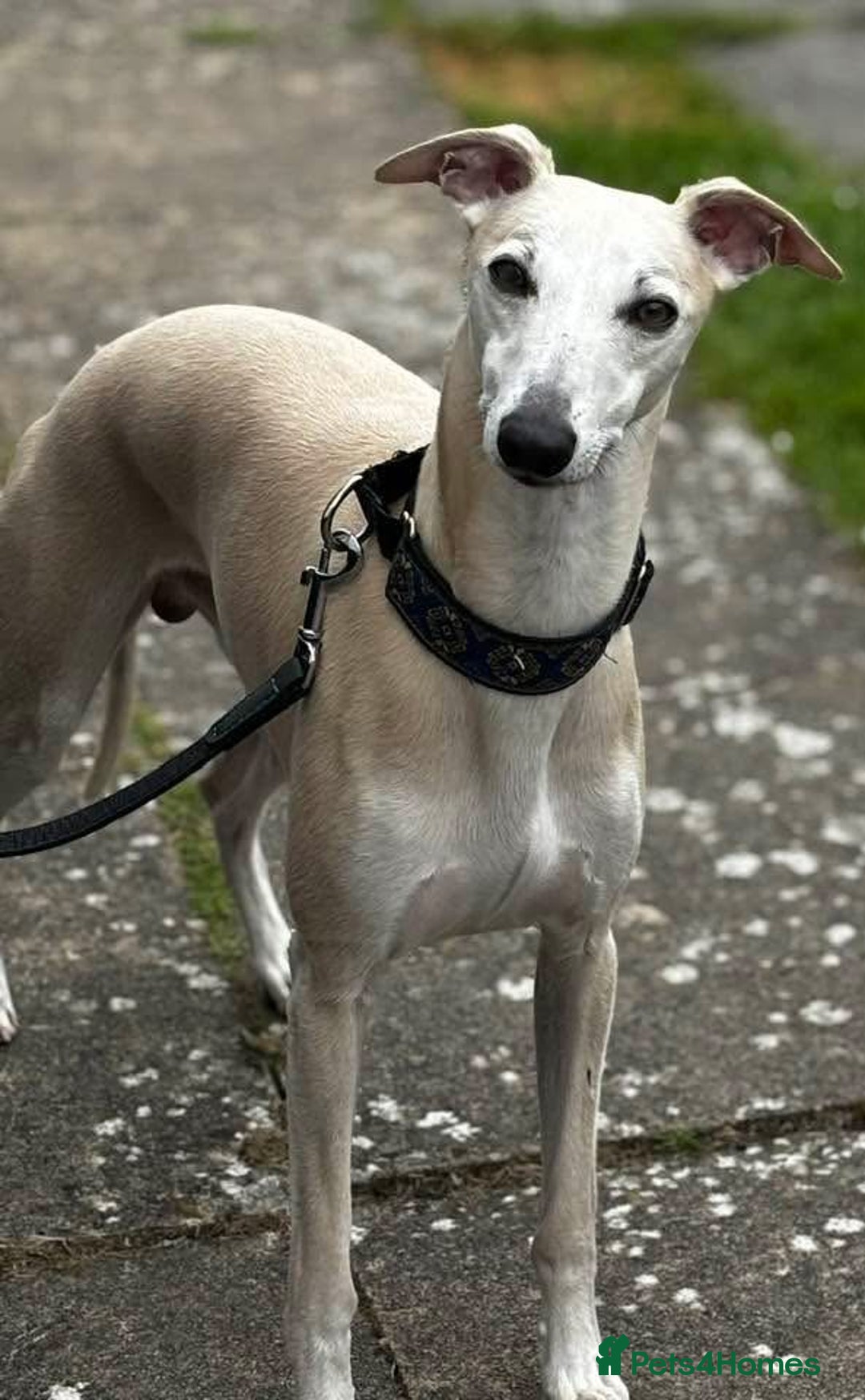 Whippet dogs for sale: 🐾✨ Exceptional Brindle Whippet Puppies✨🐾 - Advert 8