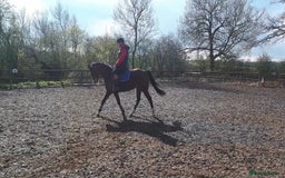 Other Breed horses for sale: 15.1 Welsh x thoroughbred  - Image 23
