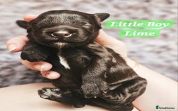 Cockapoo dogs for sale: Multigen Merle & Chocolate Cockapoo Puppies - Image 12