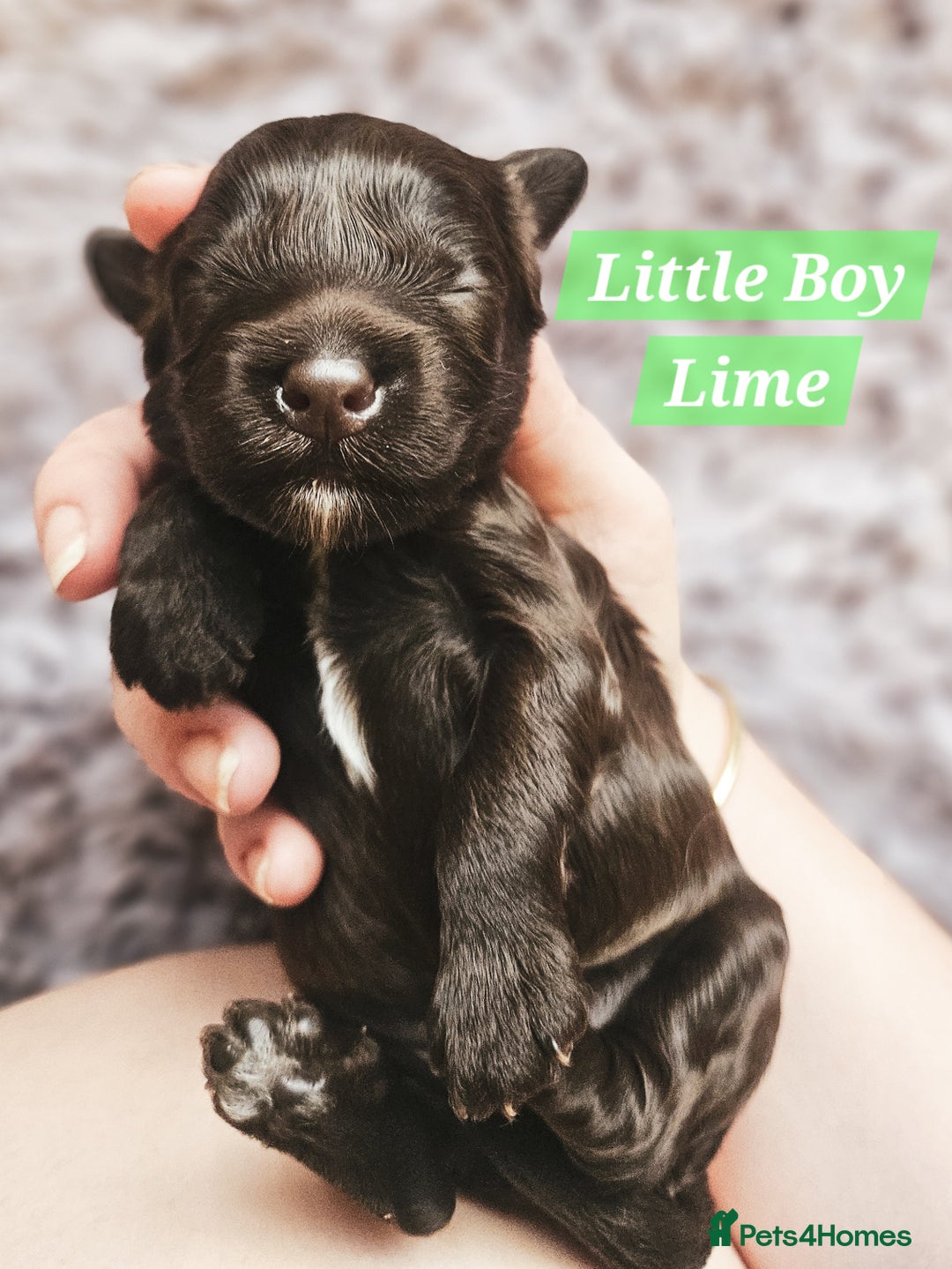 Cockapoo dogs for sale: Multigen Merle & Chocolate Cockapoo Puppies - Image 12
