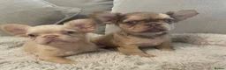 French Bulldog dogs for sale: 🔥 Unbelievable litter of 11 French Bulldogs 😍 - Advert 6