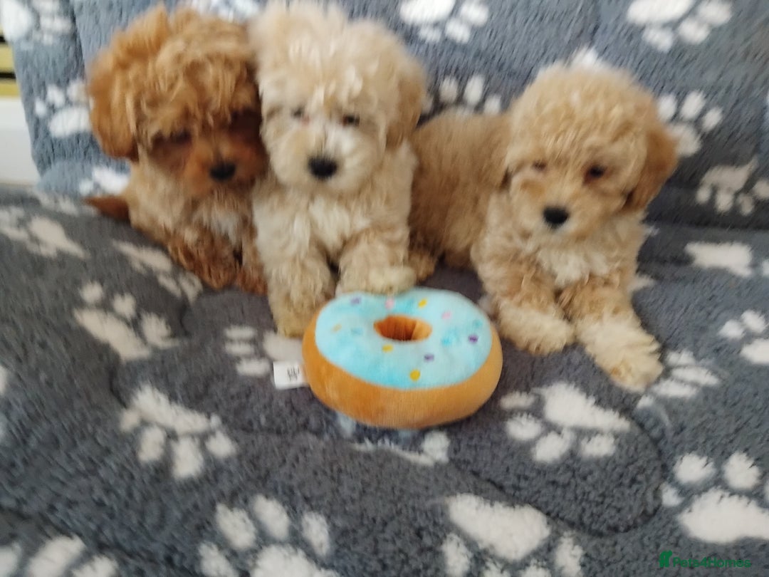 Maltipoo dogs for sale:  Maltipoo puppies  mix litter - Image 10