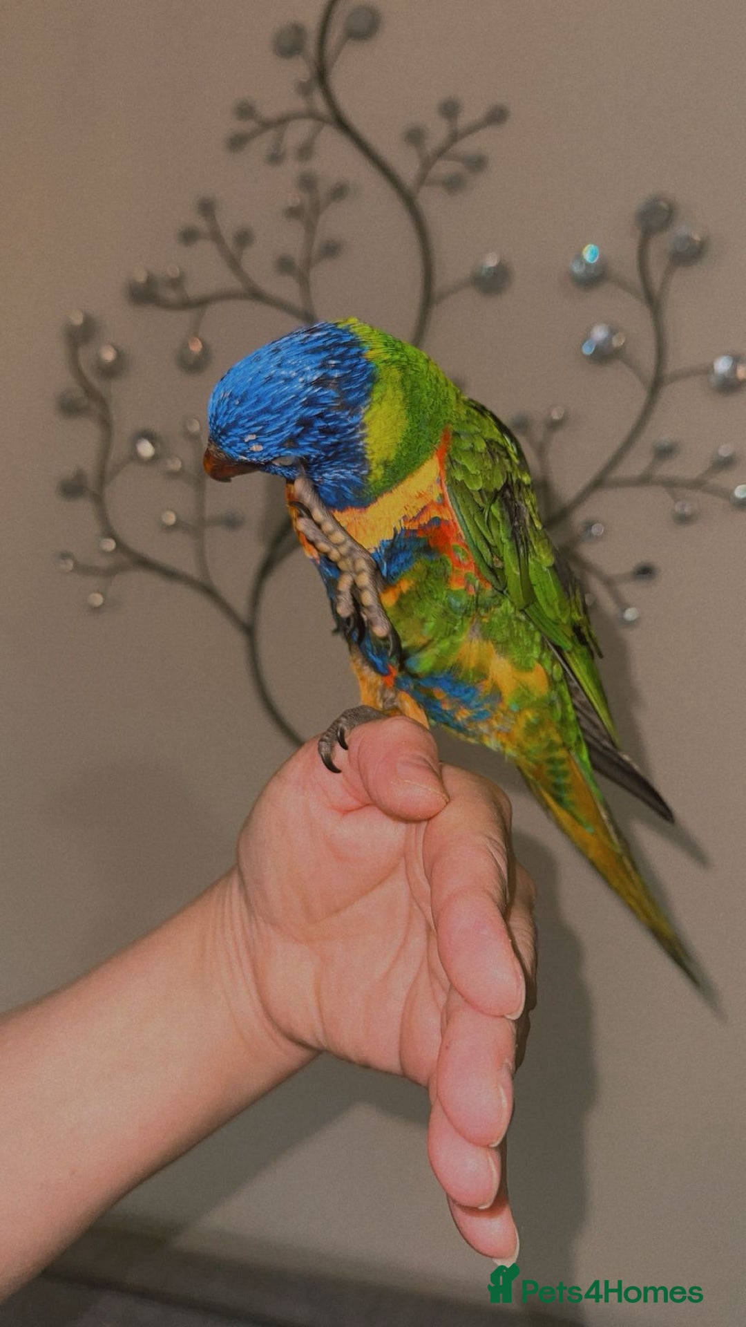 Lorikeets birds for sale: Beautiful Baby lorikeet Fully tame Dewsbury  - Advert 2