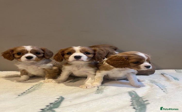 Cavalier King Charles Spaniel dogs - Advert 1