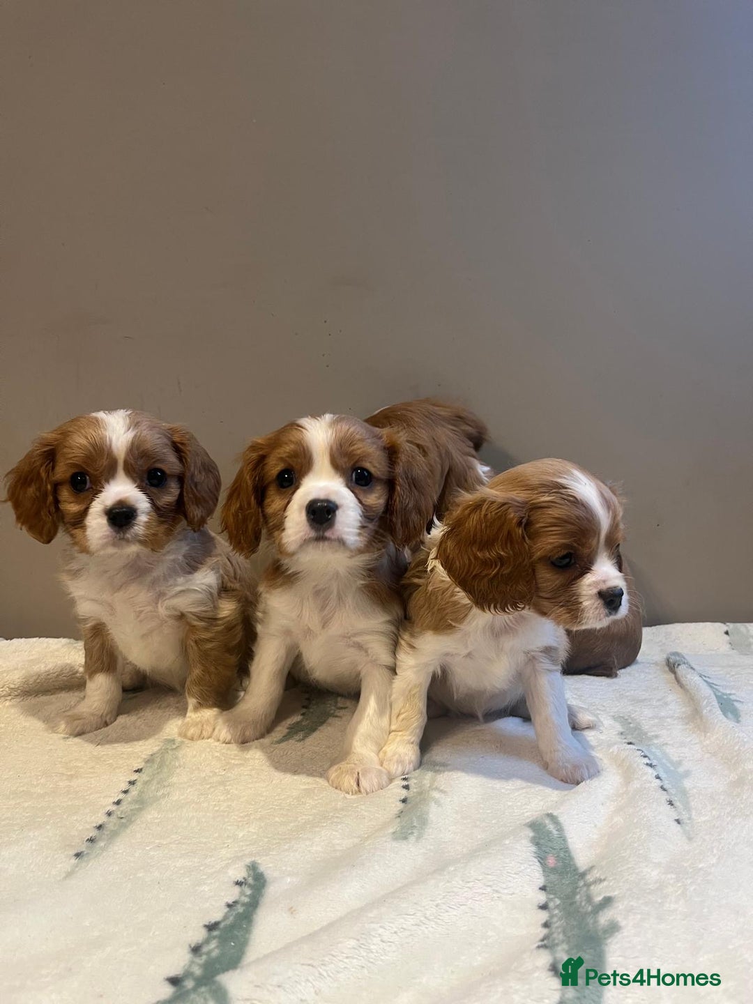 Cavalier King Charles Spaniel dogs for sale: King Charles Cavalier - Image 1
