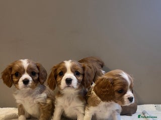 Cavalier King Charles Spaniel dogs - Advert 3