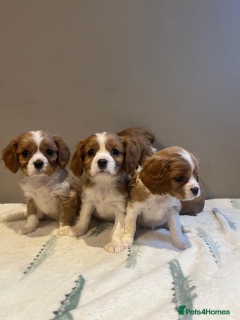 Cavalier King Charles Spaniel dogs - Advert 11
