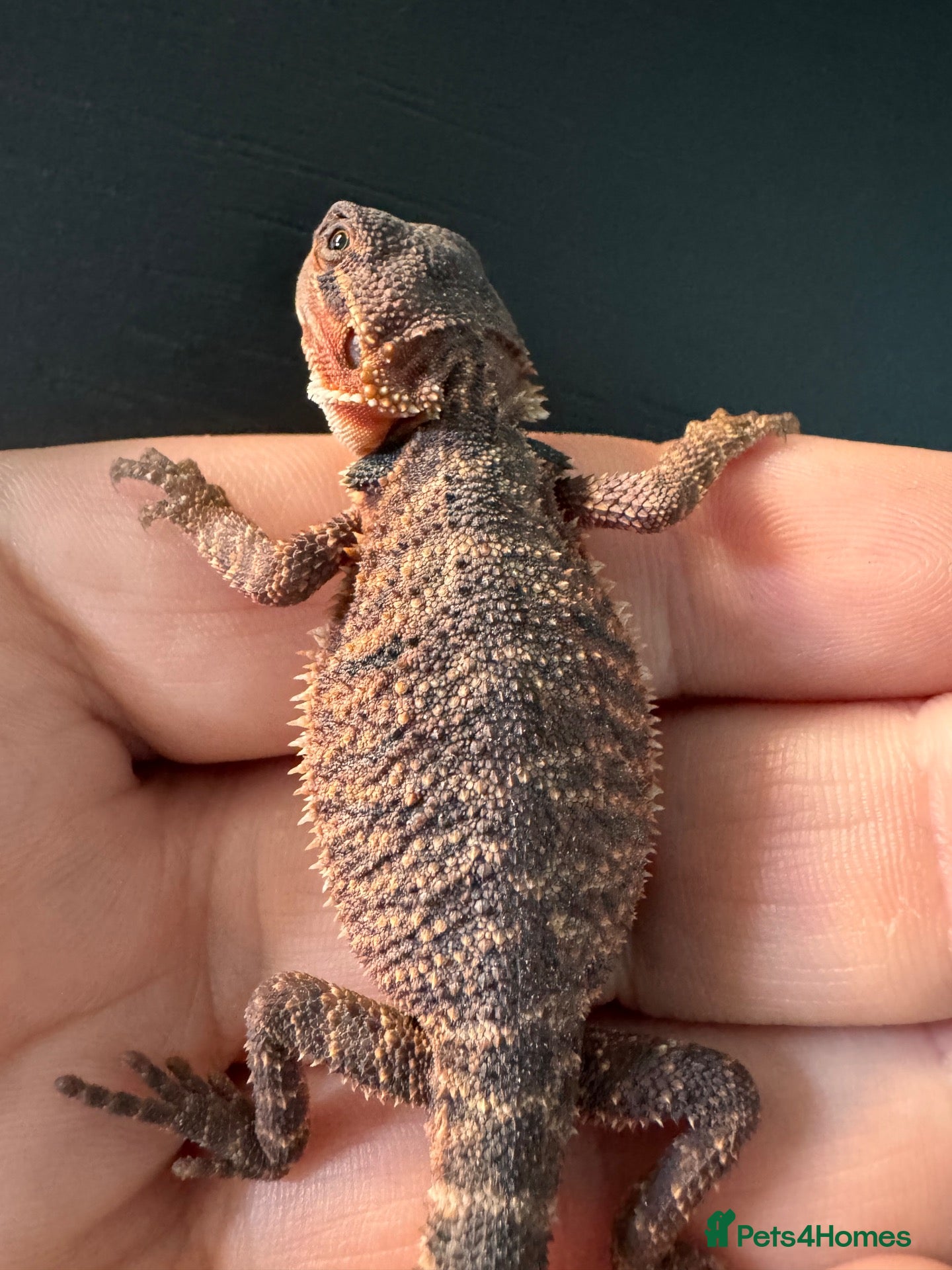 Bearded Dragon reptiles Red Monster blue bar and G stripe possible Chroma  - Advert 1