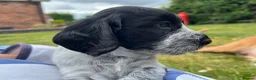 Cocker Spaniel dogs for sale: Two beautiful blue roan puppies available  in Evesham - Advert 13