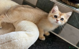 British Shorthair cats for sale: GCCF reg British Shorthair Chocolate Gold Kittens  in London - Image 27