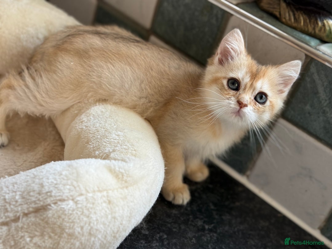 British Shorthair cats for sale: GCCF reg British Shorthair Chocolate Gold Kittens  in London - Image 27