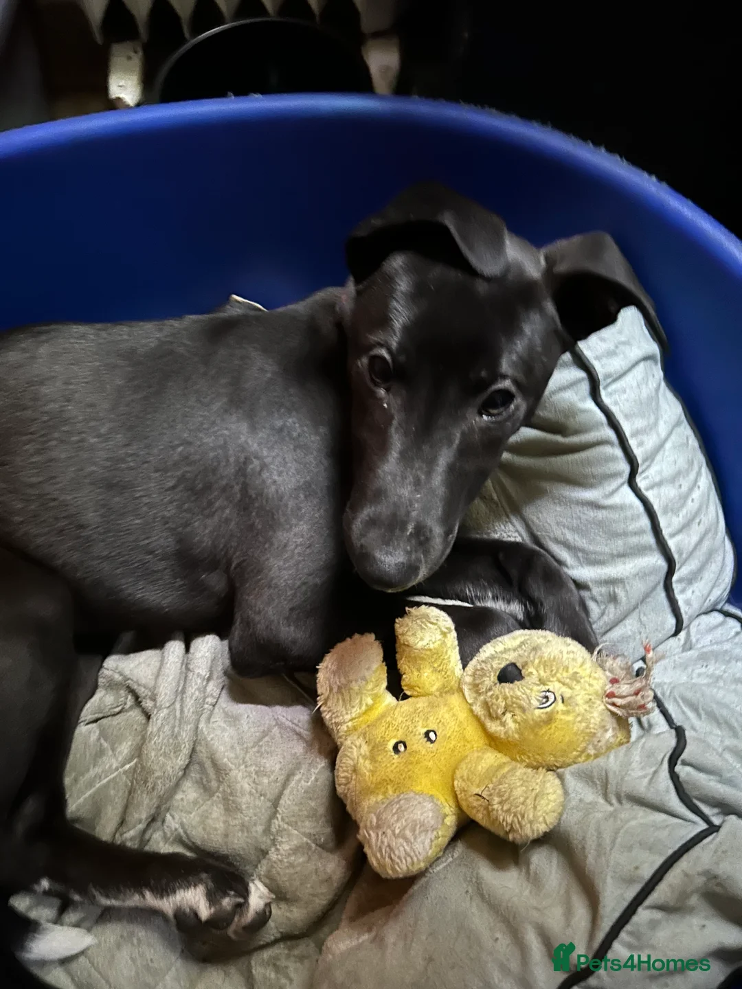 Lurcher dogs for sale: Lurcher pup - Advert 6