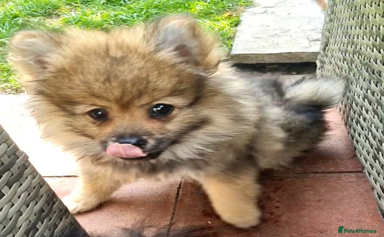 Mixed Breed dogs - Advert 2