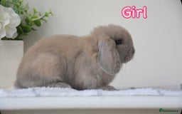 Mini Lop rabbits for sale: Beautiful pure mini lop bunnies  - Image 5