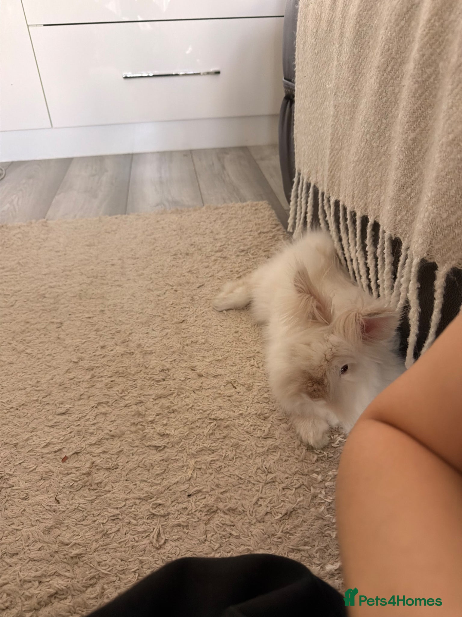 Angora rabbits Angora bunny for sale  - Advert 1