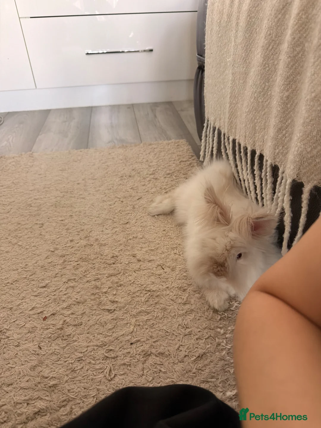 Angora rabbits for sale: Angora bunny for sale  - Advert 1
