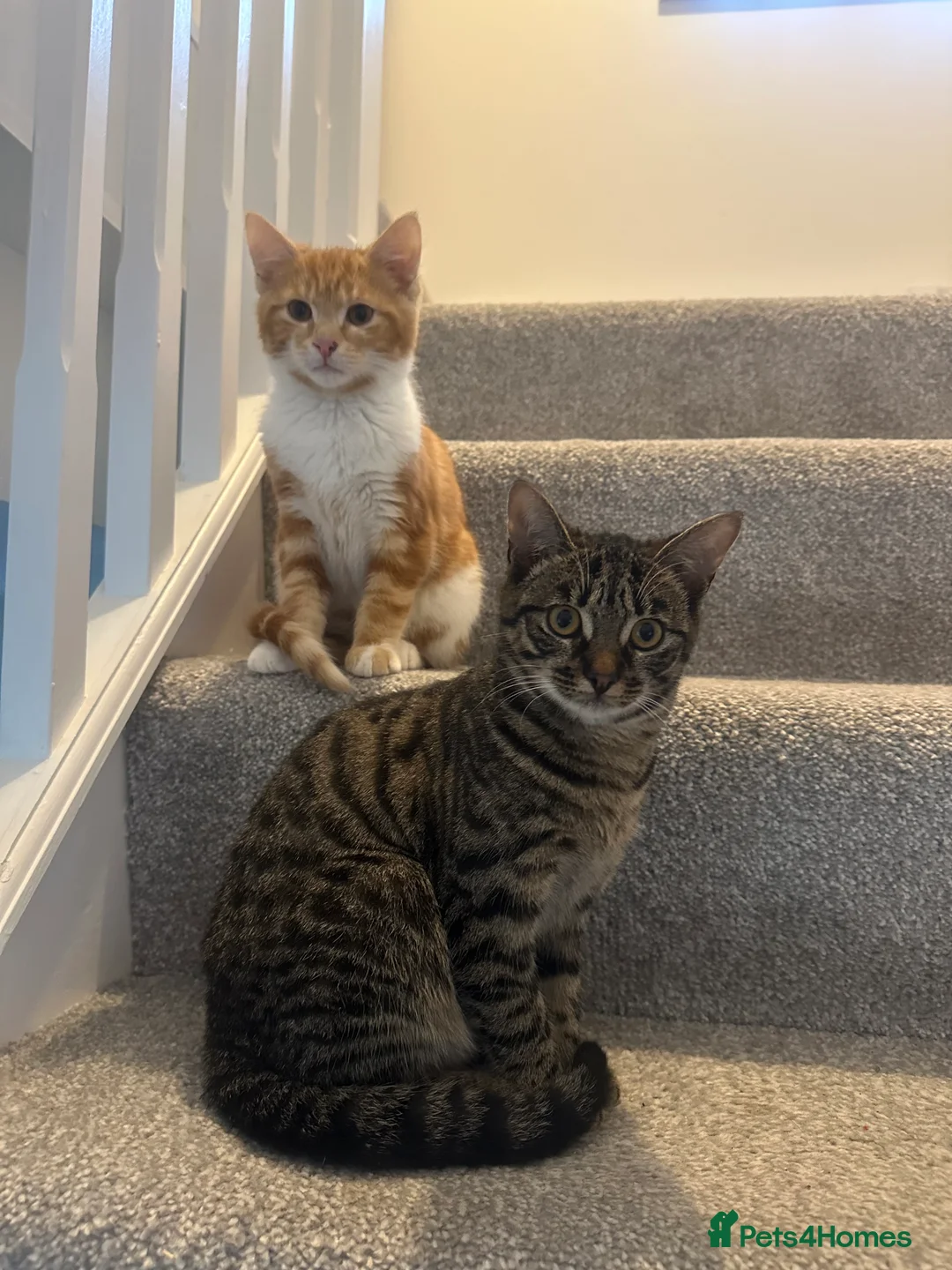 Mixed Breed cats for sale: Kitten’s for sale  - Advert 2